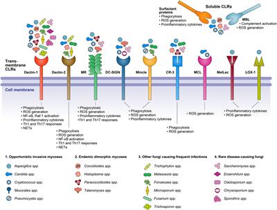 The Interaction of Human Pathogenic Fungi With C-Type Lectin Receptors